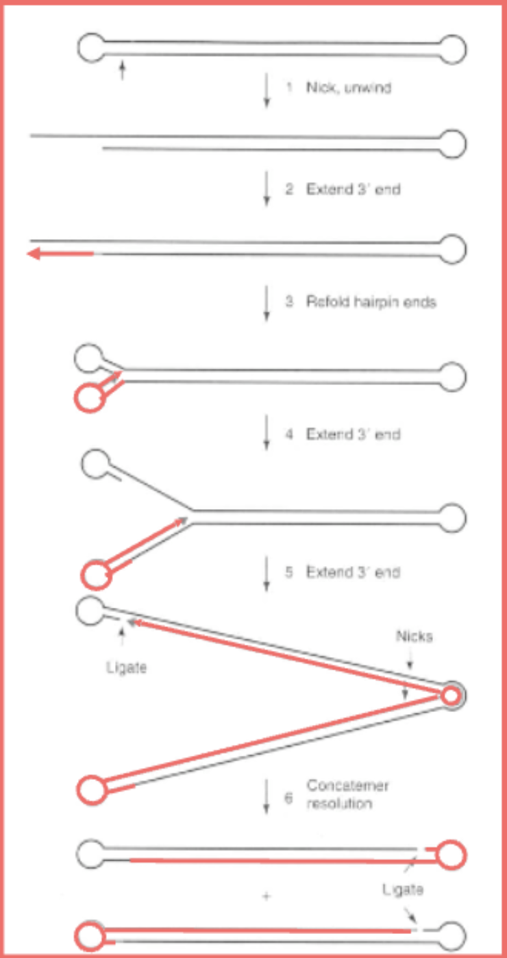 <ul><li><p><span>Start with linear dna with its closed ends</span></p></li><li><p><span>Virus makes nick near terminal repeats</span></p></li><li><p><span>Hairpin unwinds</span></p></li><li><p><span>Virus uses shorter end as a primer for DNA synthesis, extends till end, since its an inverted terminal repeat, it's made then fold back into a hairpin</span></p></li><li><p><span>Then it keeps going using the rest of the strand to keep going</span></p></li><li><p><span>“Strand displacement mechanism”</span></p></li><li><p><span>Nickases and ligases to resolve them into unit length structures</span></p></li><li><p><span><strong>No free ends, terminal inverted repeats used to make long cacatomers of genome that flip back on each other to keep copying so there's never openings at the end and they can be resolved.</strong></span></p></li></ul><p></p>