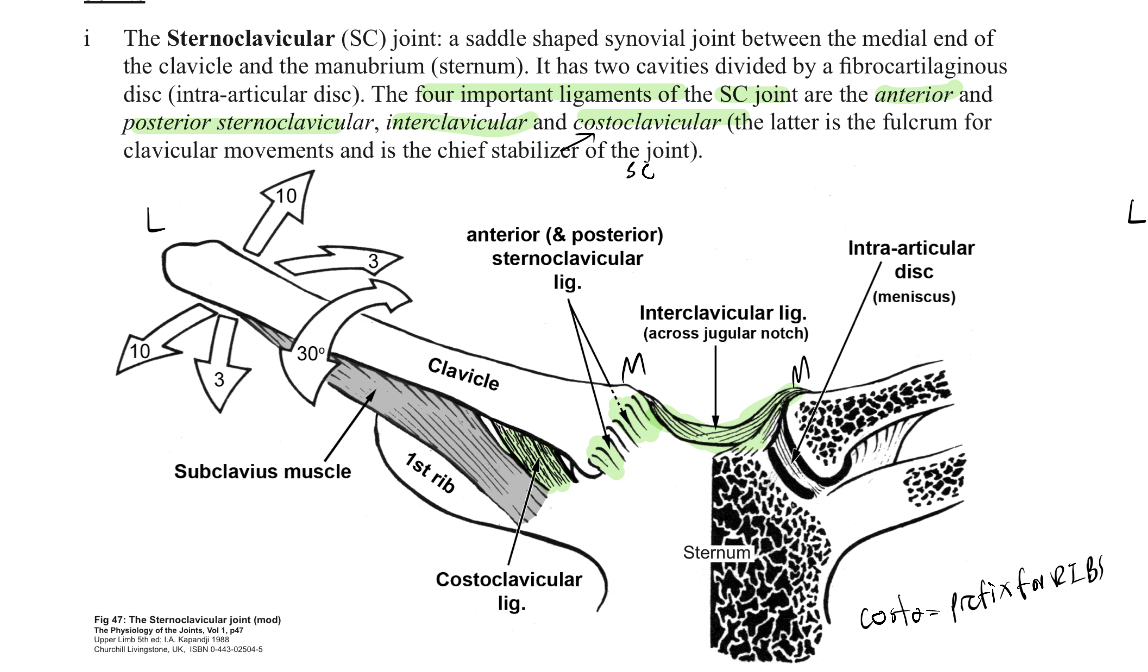 <p>1/ant sternoclavicualr ligament</p><p>2/post sternoclavicualr ligament (these are stronger to prevent damage to nerves and blood vessels posterior to the clavicle)</p><p>3/interclavicular ligament (across jugular notch)</p><p>4/costoclavicular ligament (chief stabiliser)</p>