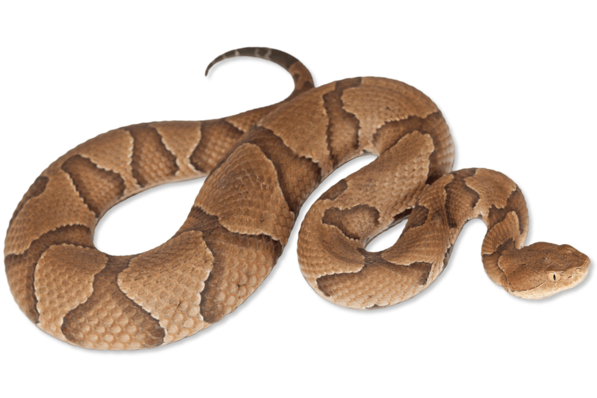<p>Family Viperidae;</p><p>Latin: Agkistrodon contortrix</p><p>Eastern Copperhead</p>