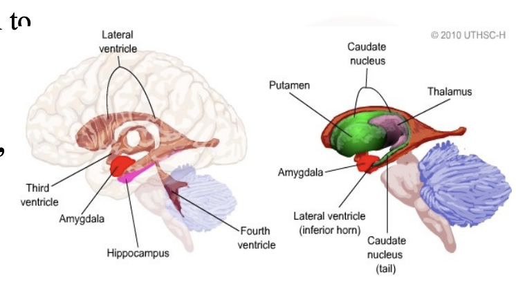 <ul><li><p><strong><u>Located</u></strong>: an “almond shaped” structure that lies deep the the uncus, rostal to the hippocampus </p></li><li><p><strong>Integrative center for emotion, emotional behavior, and motivatio</strong>n</p></li><li><p>Just like with the hippocampus, major pathways communicate bidirectionally and contain both efferent and afferent fibers</p></li><li><p><strong>This is the part of your brain that reacts without thinking&nbsp;of the consequences or affects.&nbsp;</strong></p></li></ul><p></p>