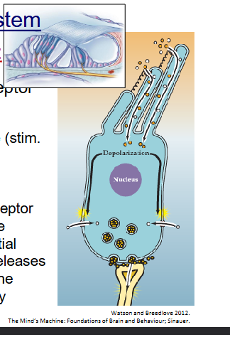 <ul><li><p>in this case the receptor cell is a separate cell from the sensory neuron</p></li><li><p>receptor potential occurs on the specialized receptor cell, causing the release of neurotransmitter onto the dendrites of the sensory neuron</p></li><li><p>not a neuron but sensory receptor</p></li></ul><p></p>