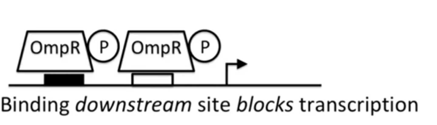<p>It acts as a transcriptional repressor and blocks transcription</p>