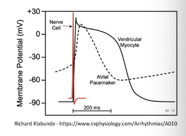 neuronal vs cardiomyocytes 

\
__**neuronal**__ = rapid depolarization (1ms)

* depolarization caused by fast sodium channels 

\
__**Cardiomyocytes**__ = 200-400 milliseconds 

* pacemaker cells = slow response 
* Myocytes = faster response 
  * depolarization caused by sodium + calcium 