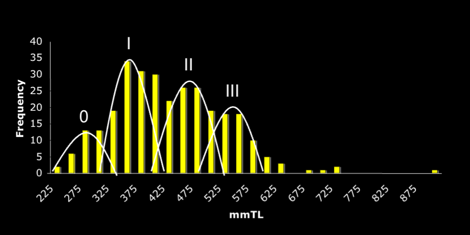 <ul><li><p>Uses peaks and valleys to determine age classes</p></li><li><p>Not exact — produces wide, overlapping ranges</p></li></ul><p></p>