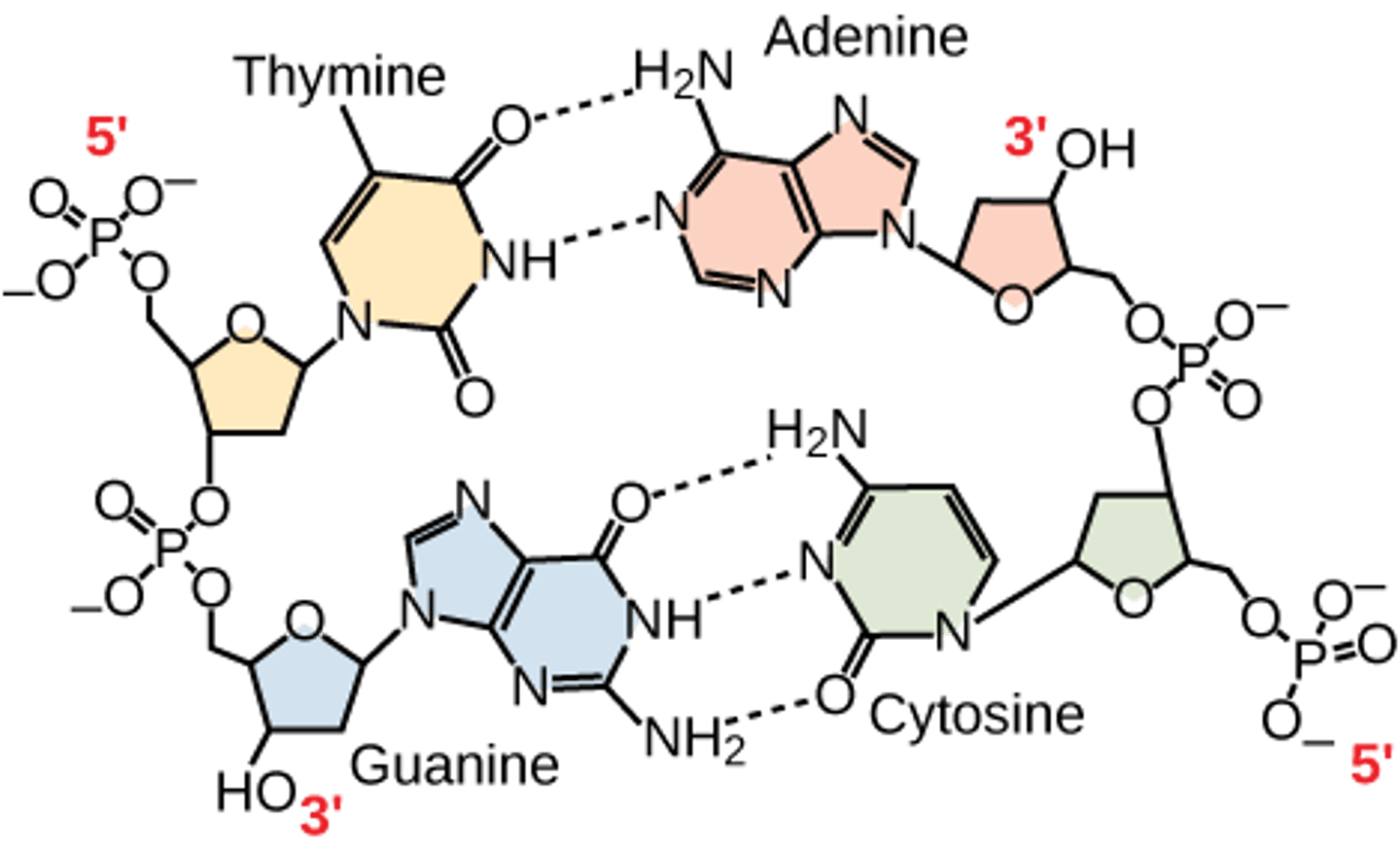 <p>hold 2 strands of DNA together, Adenine &amp; Thymine form 2, and Cytosine &amp; Guanine form 3.</p>