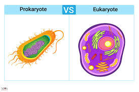 <p>eukaryotic vs prokaryotic</p>