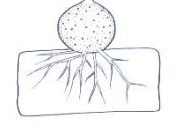 <p>Sporangium is outside the cell</p>
