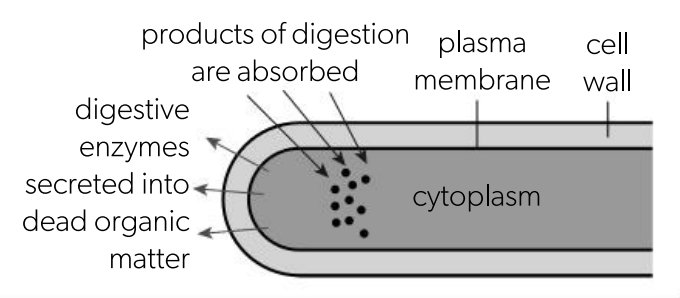 <ul><li><p>a mode of heterotrophic nutrition where organisms gain nutrition by feeding on dead or decaying organic material by secreting digestive enzymes into the food source (extracellular digestion) and absorbing the products of digestion.</p></li><li><p>fungi + bacteria that use saprotrophic nutrition can be referred to as decomposers</p></li></ul><p></p>