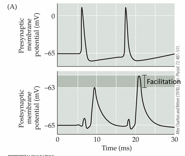 <p>Induced by presynaptic Ca2+ accumulation. Results in increased neurotransmitter release</p>