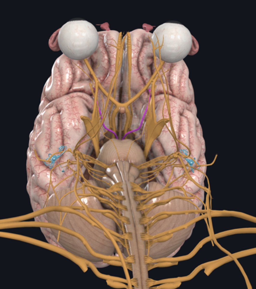 <p>- 3rd cranial nerve</p><p><strong>- opening of eyelids, eye movement</strong> </p><p>- motor</p>