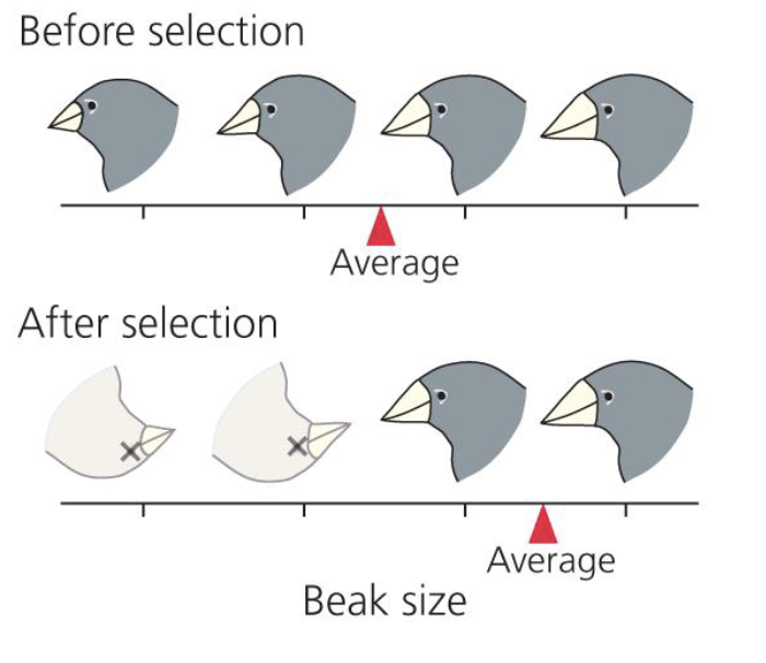 <ul><li><p>process by which beneficial alleles increase in frequency over time in a population due to increased survival and reproductive success of individuals carrying those alleles</p></li><li><p>sorts on phenotype, not genotype</p><ul><li><p>acts on phenotypes, but evolution consists of changes in allele frequencies </p></li></ul></li><li><p>acts on individuals, but its consequences occur in populations </p></li><li><p>acts on existing traits, but new ones can evolve </p></li><li><p>faces several constraints, and does not lead to perfection </p></li></ul><p></p>