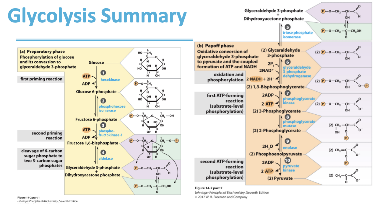 <p>2 priming reactions - #’s 1 and 3</p><p>2 energy conserving reactions - #’s 6 and 9</p><p>1 NADH-generating reaction, # 6</p><p>2 ATP-generating reactions, #’s 7 and 10</p>