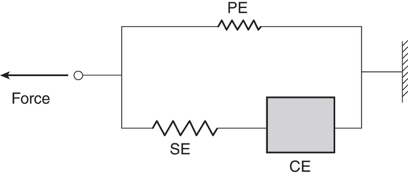 <p>Model of the muscle & surrounding tissues including three components: the <strong>contractile component (CC), series elastic component (SEC), and parallel elastic component (PEC);</strong> force generated by the CC is transmitted to the skeleton through the PEC & SEC</p>