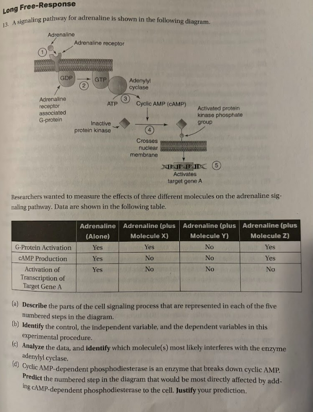 <p>(a) <strong>Describe</strong> the parts of the cell signaling process that are represented in each of the five numbered steps in the diagram.</p><p>(b) <strong>Identify</strong> the control, the independent variable, and the dependent variables in this experimental procedure.</p><p>(c) <strong>Analyze</strong> the data, and<strong> identify</strong> which molecule(s) most likely interferes with the enzyme adenylyl cyclase.</p><p>(d) Cyclic AMP-dependent phosphodiesterase is an enzyme that breaks down cyclic AMP. <strong>Predict</strong> the numbered step in the diagram that would be most directly affected by adding aAMP-dependent phosphodiesterase to the cell. <strong>Justify</strong> your prediction. </p>