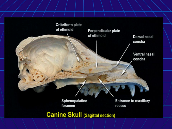 <p>Skull: Internal View</p>