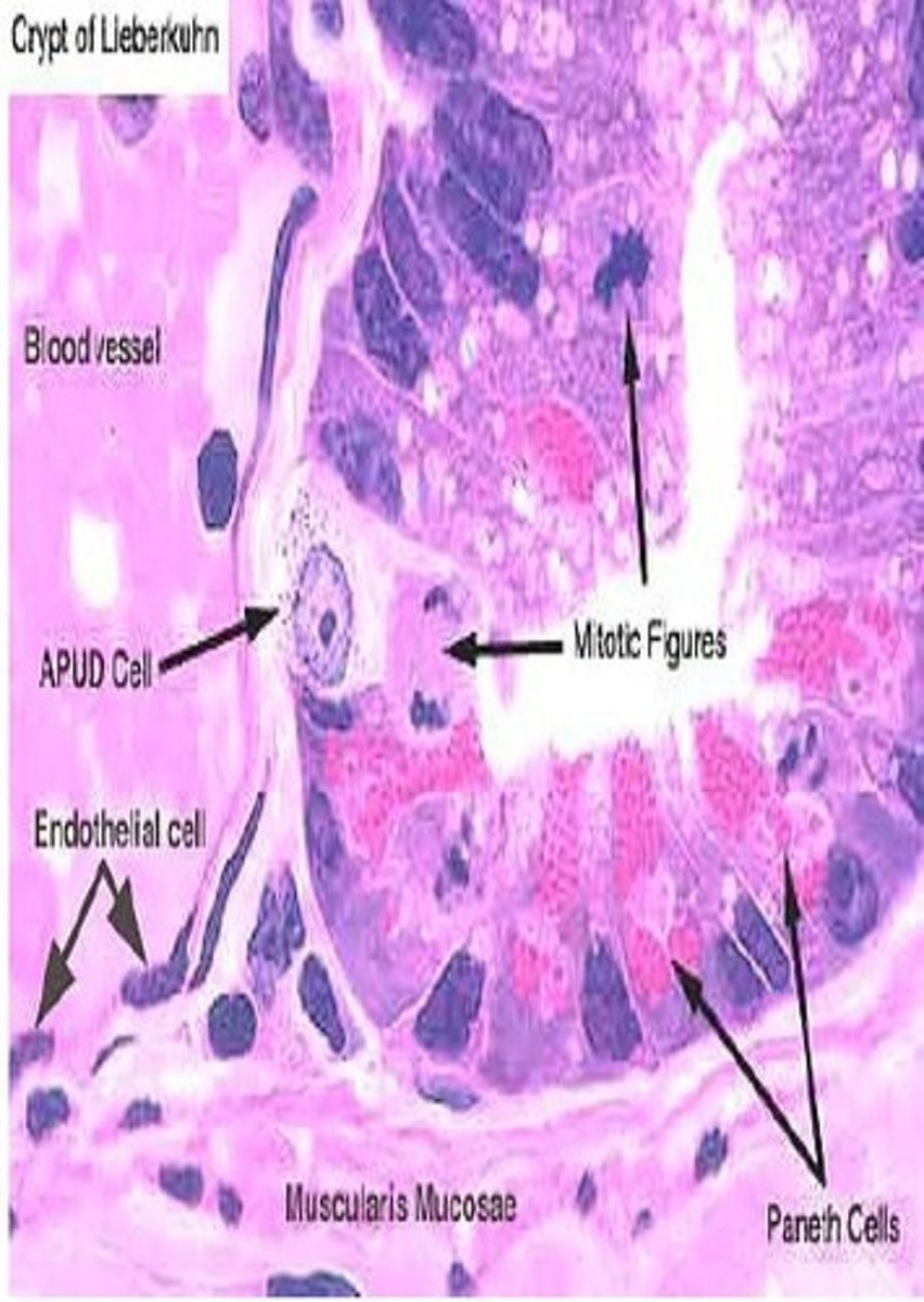 <p>-<strong>single-cell</strong> mucosal endocrine glands<br>-mainly<strong> small intestine</strong> <br>-secrete various <strong>GI hormones</strong> involved in endocrine regulation of GI functions</p>