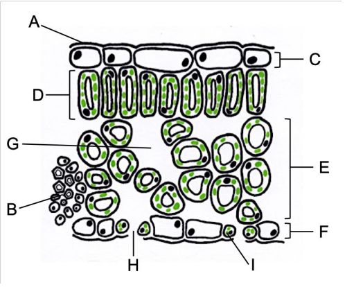 <p>label the diagram</p>