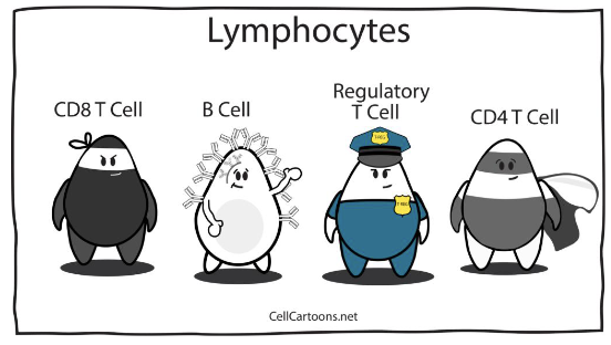 <ul><li><p>CD8 T cell</p></li><li><p>CD4 T cell</p></li><li><p>Regulatory T cell</p></li><li><p>B cell</p></li></ul><p></p>