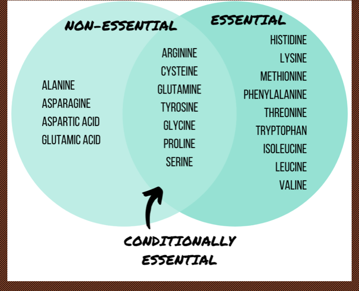 <ul><li><p>contain 20 amino acids.&nbsp;</p></li><li><p>can make some but requires others from diet known as essential amino acids</p></li><li><p>amino acid deficiency can be a result of vegan diets</p></li><li><p>most people consume too much protein</p><ul><li><p>extra amino acid is stored as fat</p></li></ul></li><li><p>Conditionally essental- humans can make these but during certain stages of life or under certain conditions require us to consume more</p></li></ul><p>Non essental: humans make them</p><p></p>