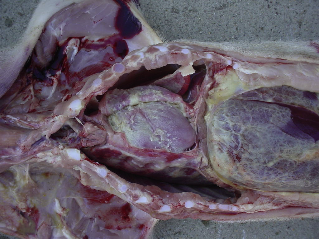 <p>What is the likely pathogen? Presented with limping</p>