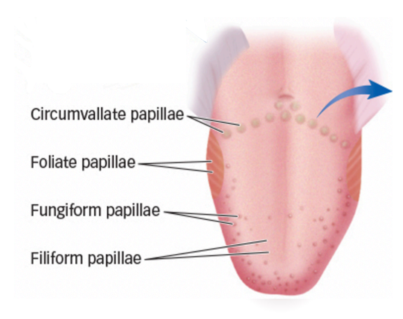 <ul><li><p>front to back of mouth:</p></li><li><p>circumvallate papillae: more sensitive to bitter</p></li><li><p>foliate papillae: more sensitive to sour</p></li><li><p>fungiform papillae</p></li><li><p>fillform papillae: lot of them, don’t have any taste buds, detect texture not taste</p></li></ul><p></p>