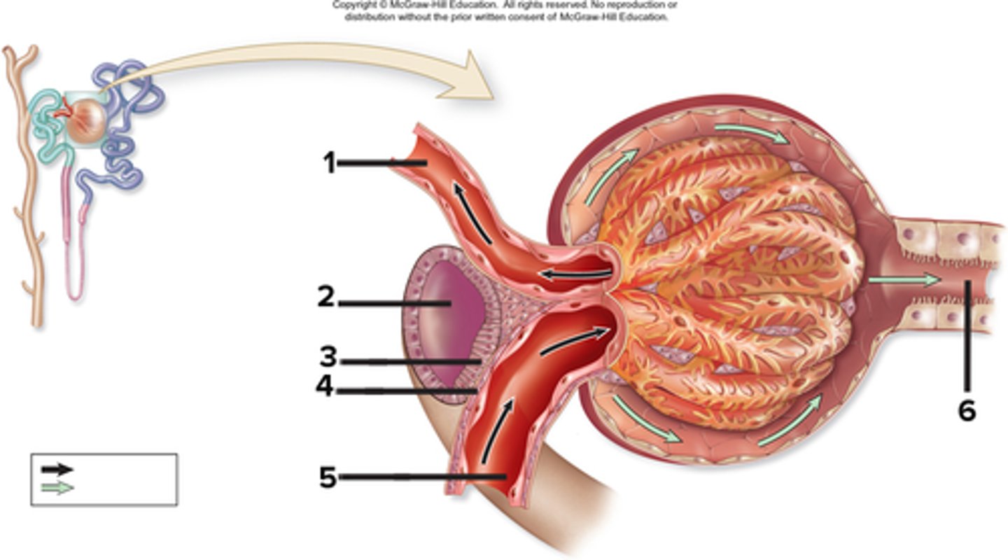 <p>efferent arteriole</p><p>3 multiple choice options</p>