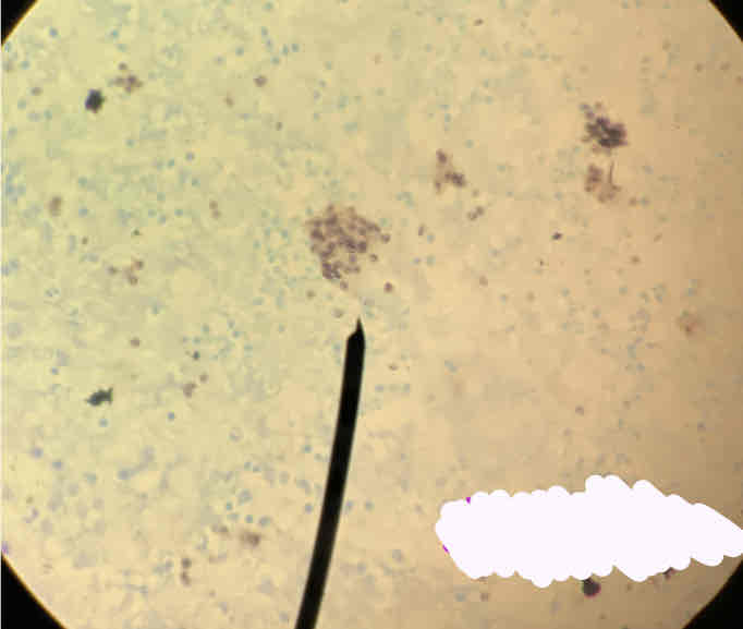 term image