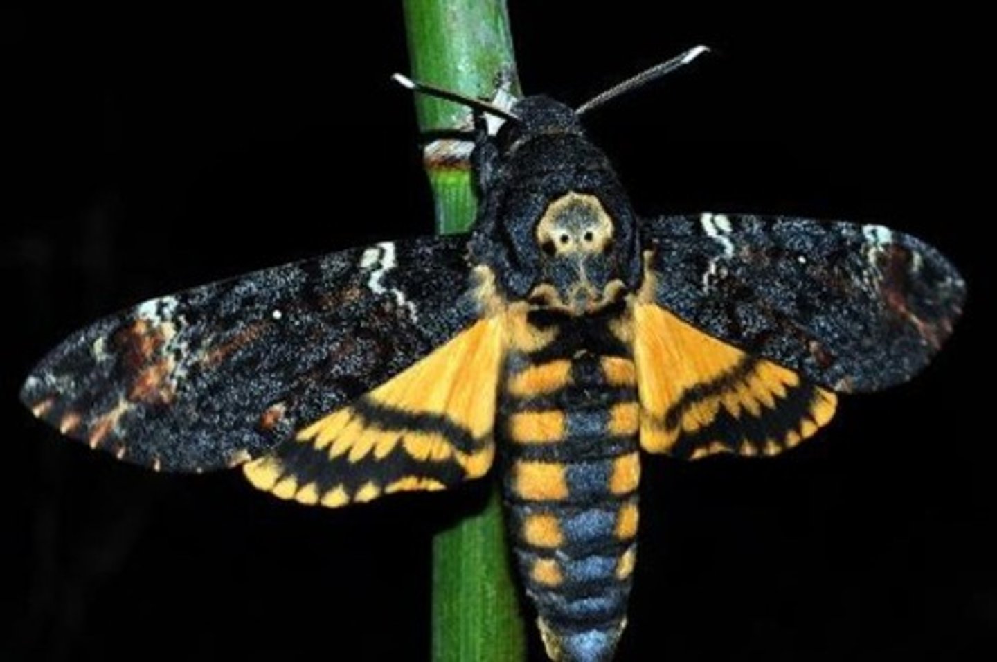 <p>vlinders</p>
