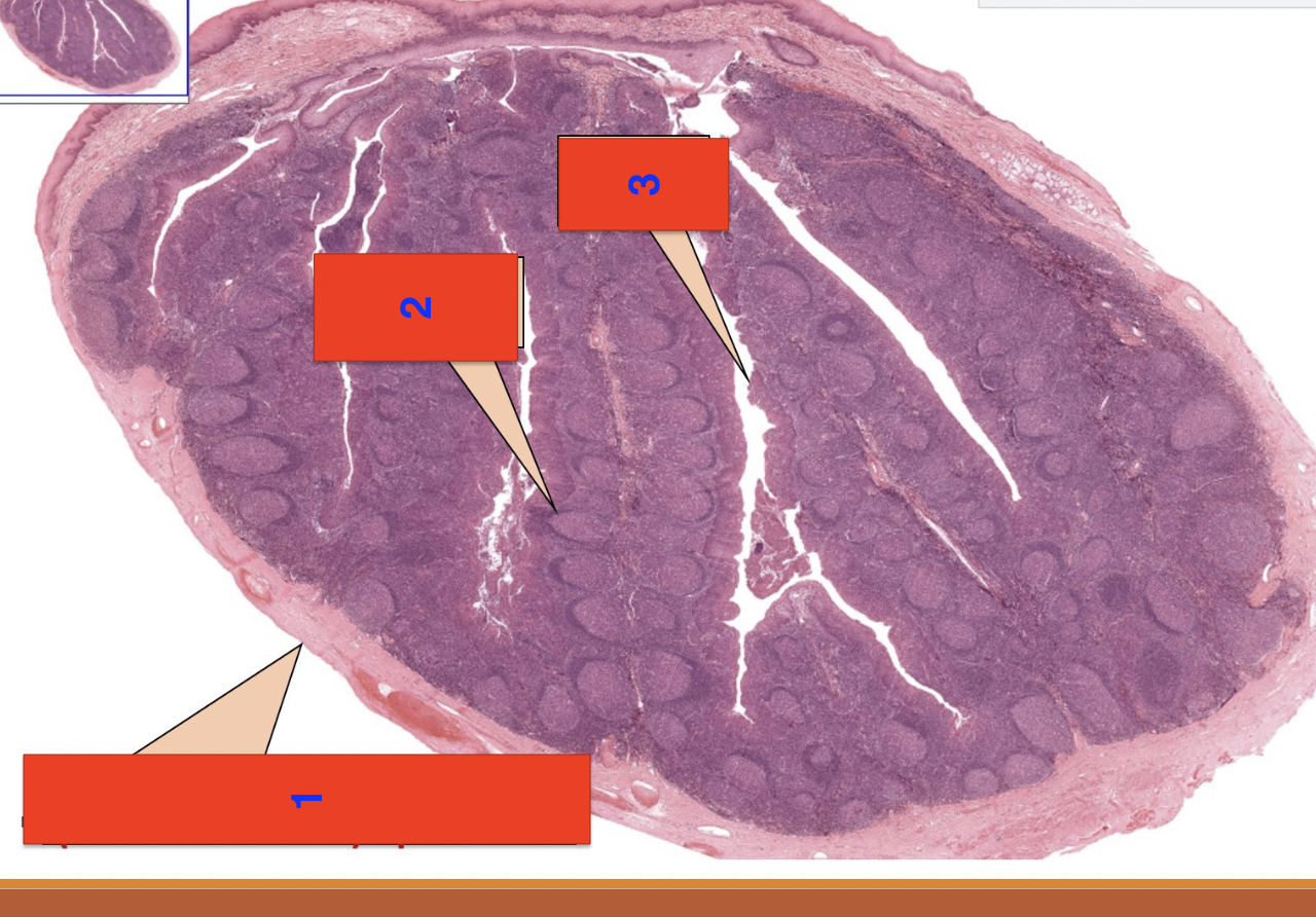 <p>1? epithelium?</p>