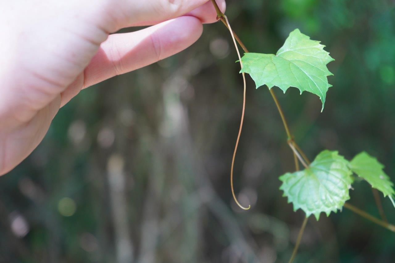 <p>muscadine grape, muscadine</p><p>Family: Vitaceae</p><p>Natural history: high-value wildlife food plant; fruit eaten by most species, including humans. Used in making wine, most notably the scuppernong variety with yellow-green fruits. The growth and care of grapes is called viticulture (culture of <em>Vitis</em>).</p>