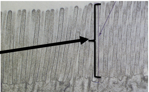 <p>Brush border:</p>