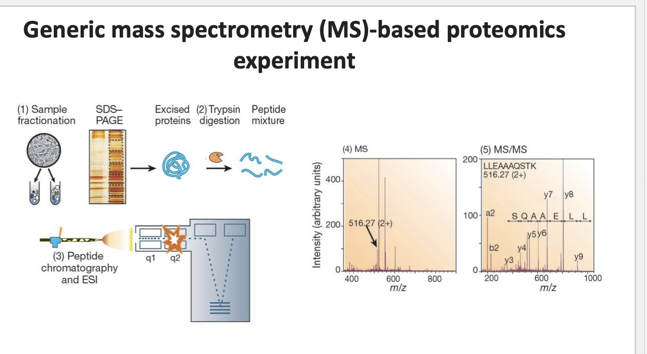 <p>sample fractionation: biological sample fractionated to isolate different proteins → run thru SDS-PAGE which sorts them by size → proteins excised from gel → trypsin digestion → peptide mixture → peptides separated using chromatograph and then ionized by ESI for MS analysis</p>