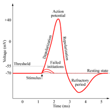 <p>when there's a shift in a neuron's electrical charge that allows an action potential (nerve impulse) to occur</p>