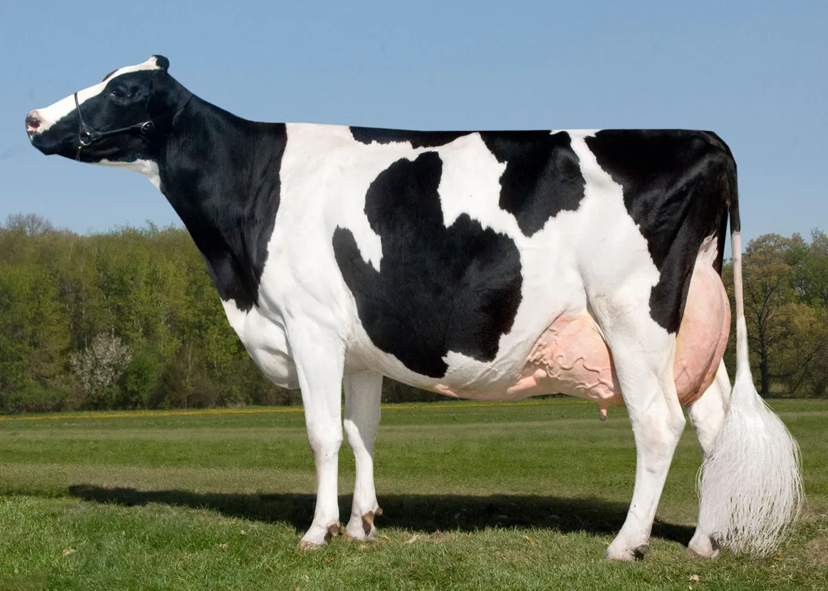 What Dairy Breed is this?
