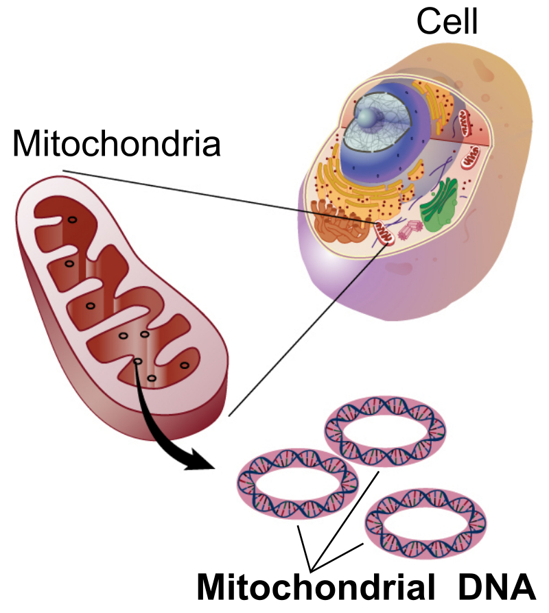 <p>Mitochondrial DNA </p>