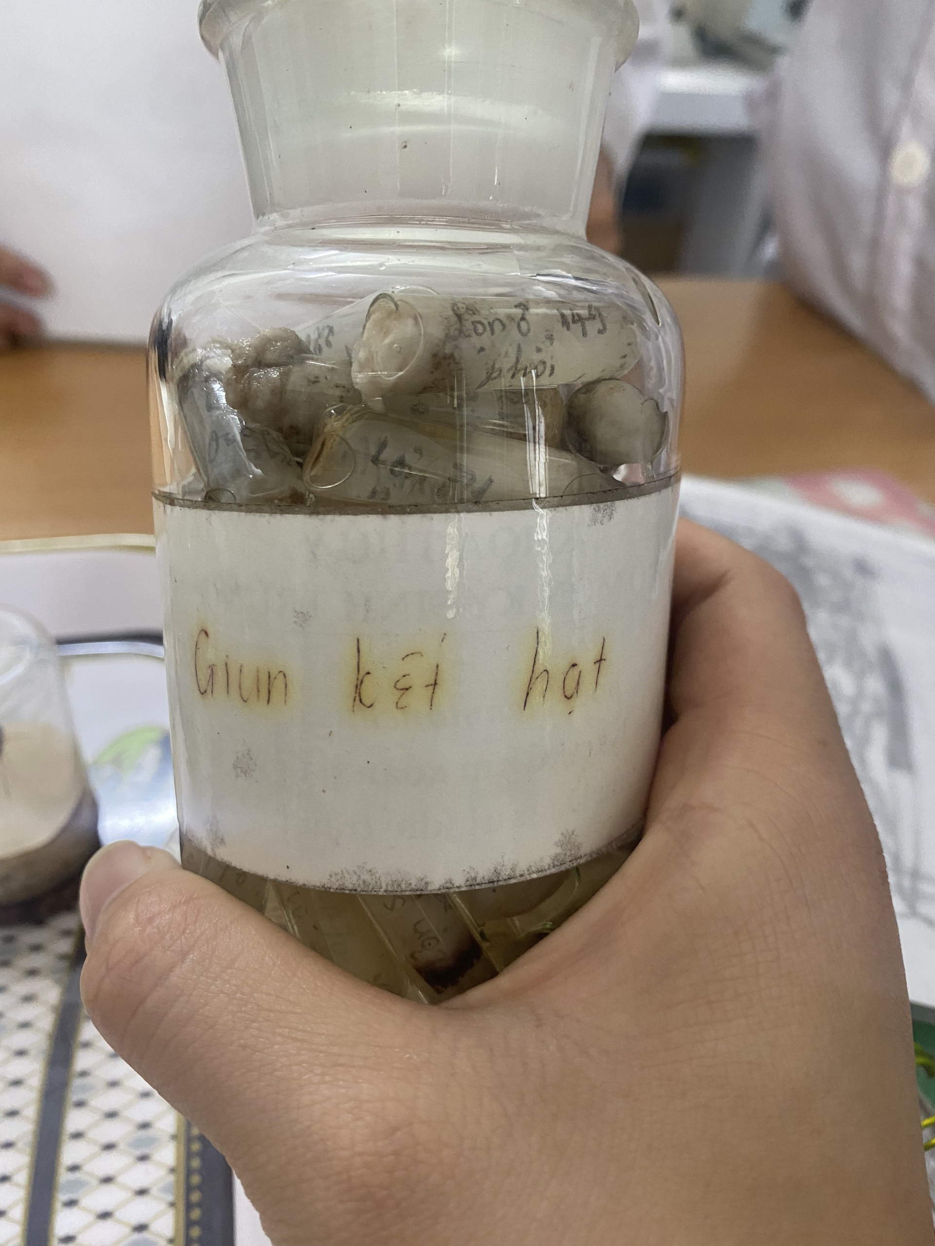giun kết hạt
