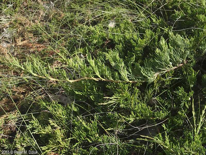 <p>Grows “down” - scientific name</p>