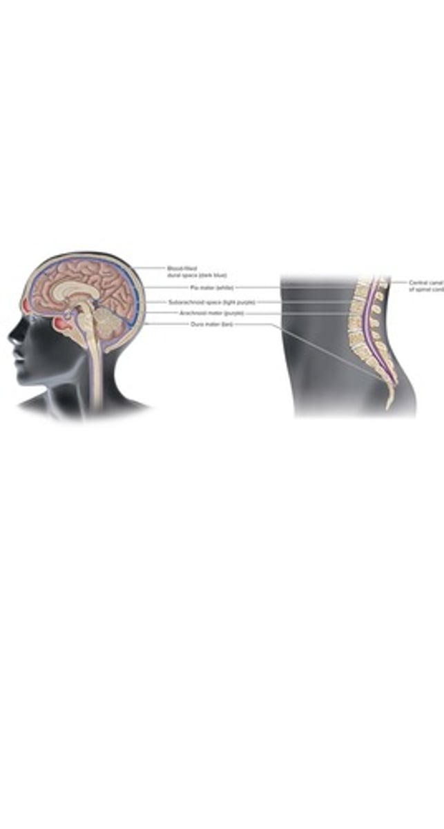 <p>Dura mater, arachnoid mater, and pia mater</p>