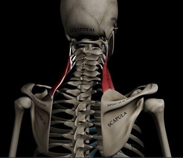 <p>Function: elevates &amp; adducts scapula</p><p>Origin: C1-C4</p><p>Insertion: medial border of scapula</p>
