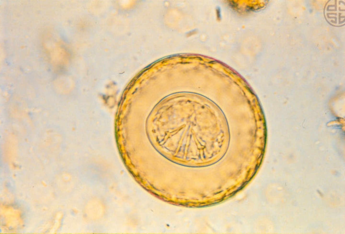 <p>No polar filaments</p><p>Clear area around embryo</p><p>6 hooklets on embryo (hexacanth)</p>