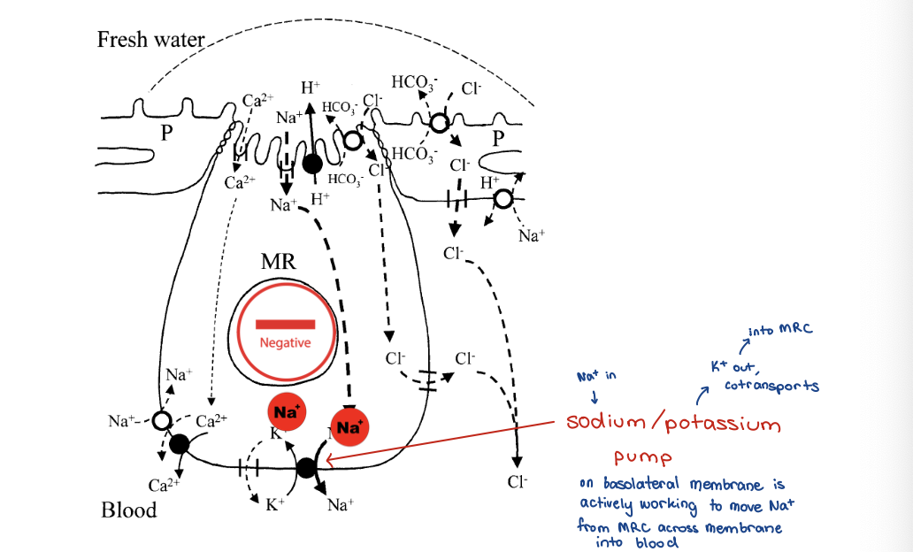 knowt flashcard image