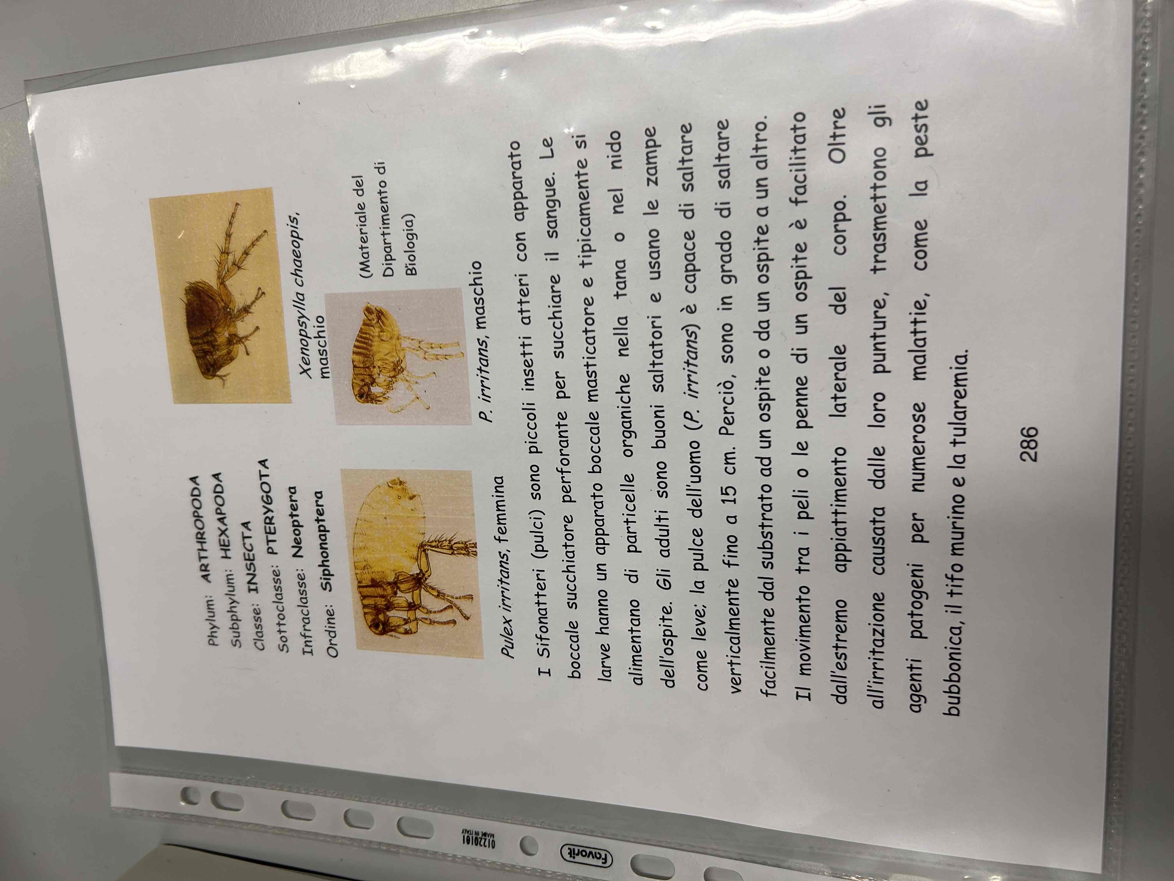 <p>Artropodi</p><p>Esapodi</p><p>Pterygota</p><p>Neotteri</p><p>Olometaboli</p><p>Siphonaptera</p><p>Pulex irritants</p><p></p>