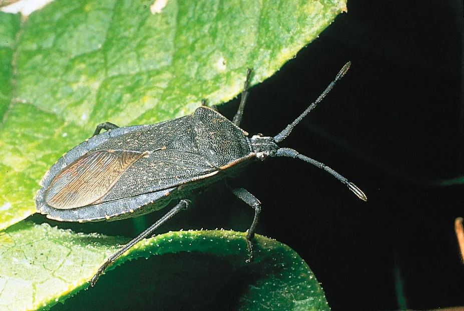 <p>bugs (wantsen)</p>