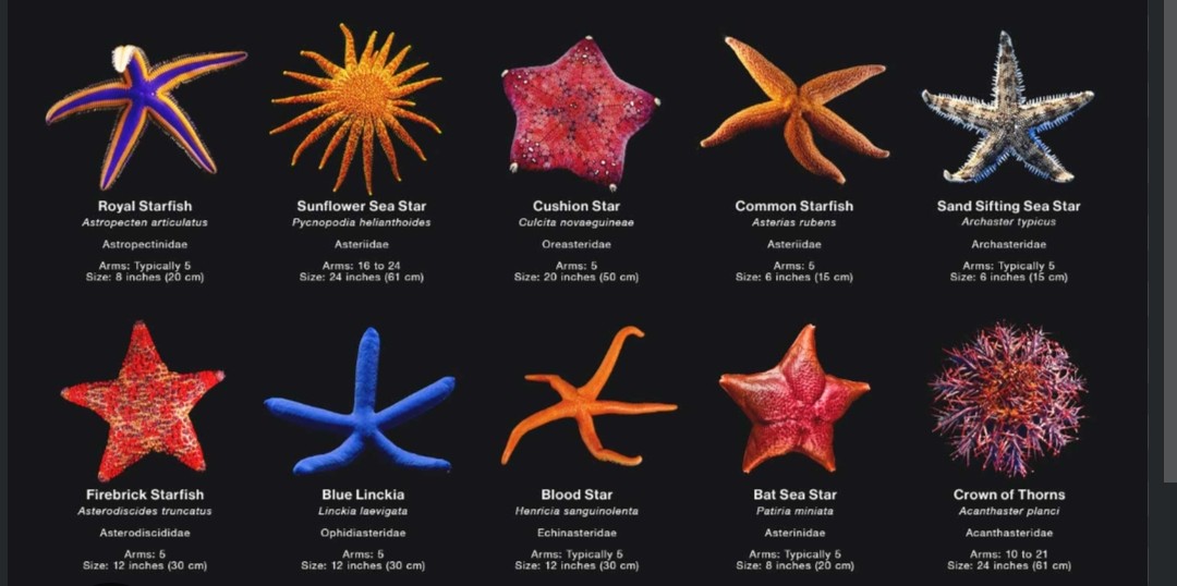 <p>Echinometridae family</p><p class="has-focus">varied diet as carnivores, with many species eating mollusks like clams and oysters, while others consume sponges, coral polyps, or decomposing matter</p><p class="has-focus">they typically have a central disc with five to fifty arms, and their bodies can range in color from dull yellows and oranges to bright reds, blues, and purples. Their undersides are covered in hundreds of tiny tube feet that allow them to move and grip prey.</p>