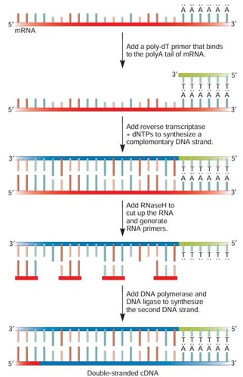 <p>To detect and quantify specific RNA in a mixture.</p>