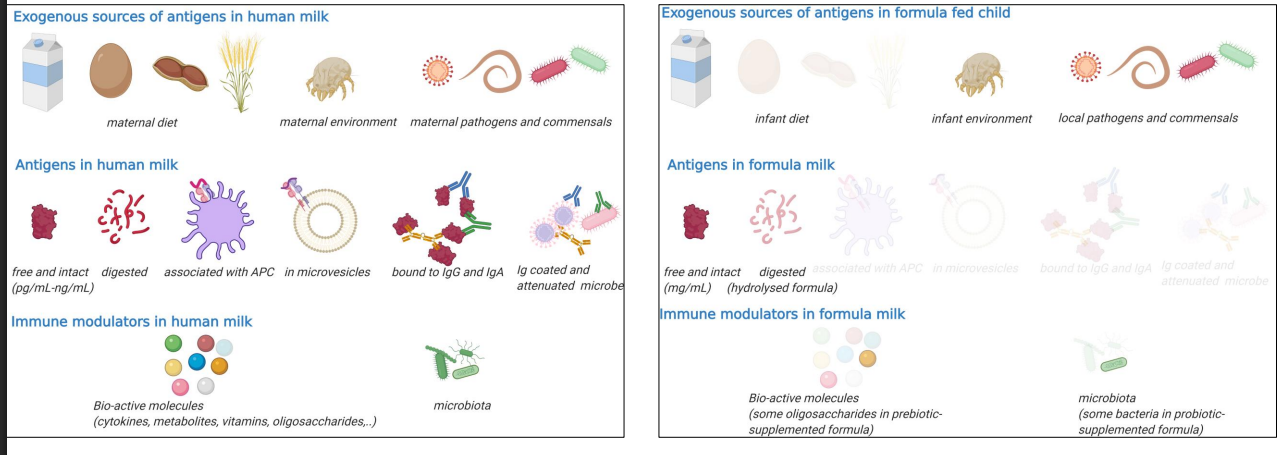 <p>Antigen shedding in human milk has the potential to educate an infant's immune system</p>
