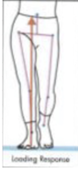 <p>hip: medial</p><p>knee: just medial</p><p>ankle: lateral</p>