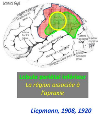trouble de l’utilisation du geste comme moyen d’action ou de représentation en l’absence de tout trouble plus élémentaire du mouvement. Elle résulte d’une lésion pariétale gauche (plus antérieure que dans le syndrome de Gertsman).
Le geste est plus qu’un simple mouvement.
✓ Moyen d’agir sur le monde, de l’explorer activement (manipulation,…).
✓ Peut se détacher d’un objet (exemple : pantomimes).
✓ Peut s’automatiser et gagner un sens arbitraire.
→ Cela explique pourquoi c’est touché à gauche !