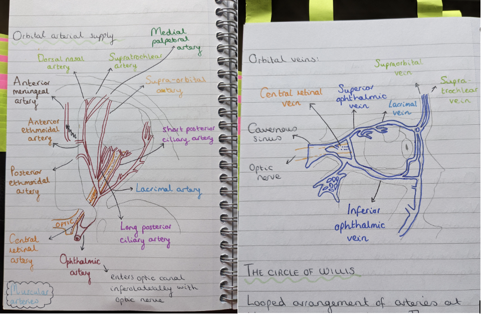 <p>Retinal vein occlusion (RVO) and retinal artery occlusion (RAO). Both types can be further subdivided into central or branching occlusions.</p><p></p><p>CRVO occurs in the central retinal vein at the lamina cribrosa.</p><p>BRVO occurs in the branch retinal veins, most often in the superotemporal quadrant.</p><p></p><p>CRAO occurs in the central retinal artery. </p><p>BRAO occurs in the branches of the central retinal artery. </p>