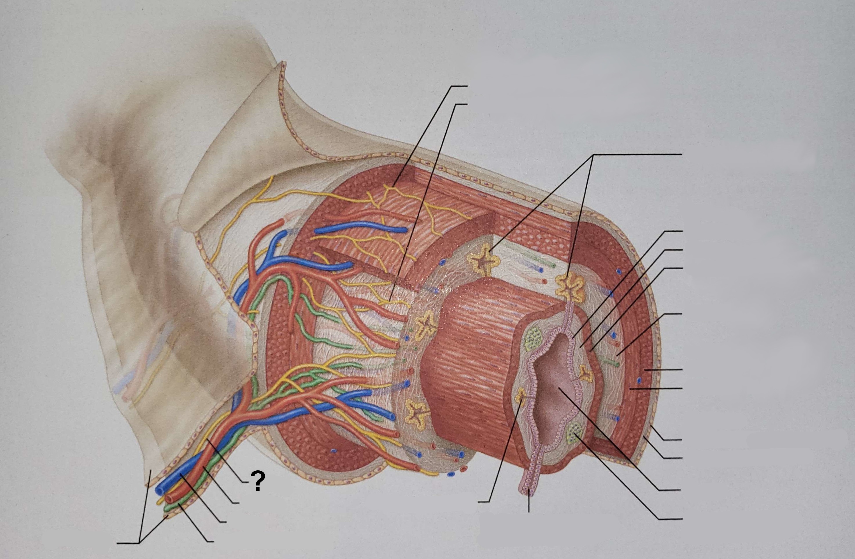 <p>Name the indicated structure.</p>